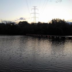 大安トラウトレイク 釣果